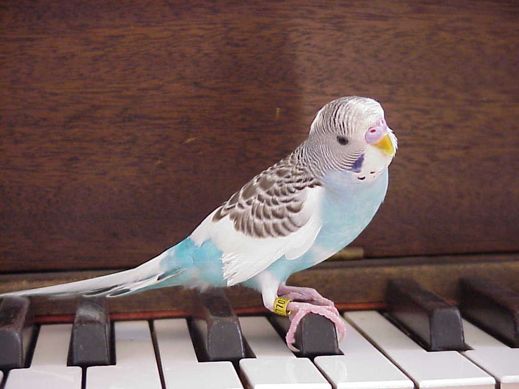 MONETPIANO2.JPG (60700 bytes)