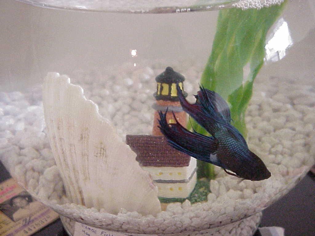 fish1.jpg (92539 bytes)