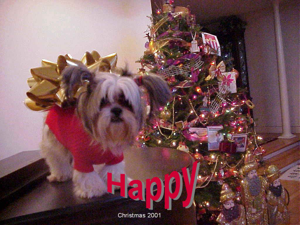 happybow4a.jpg (172108 bytes)