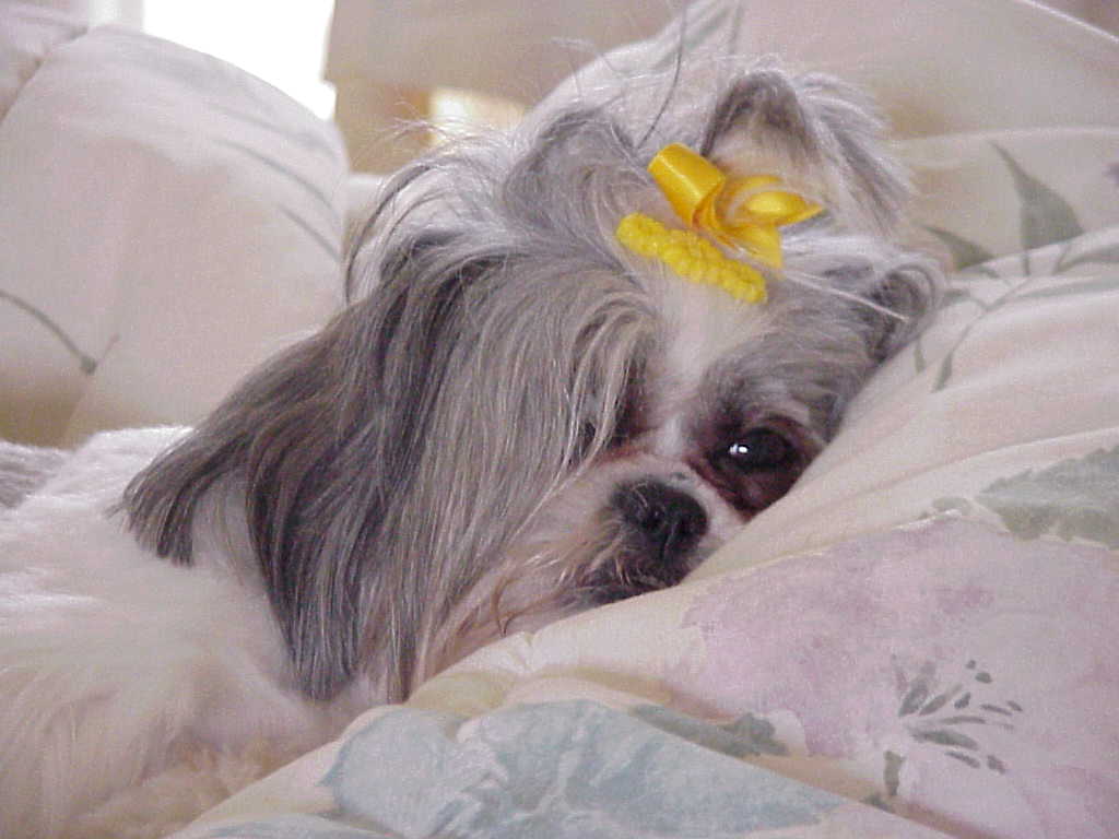 sleepyhead.JPG (58266 bytes)